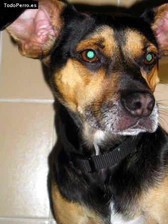Foto del perro Blacky