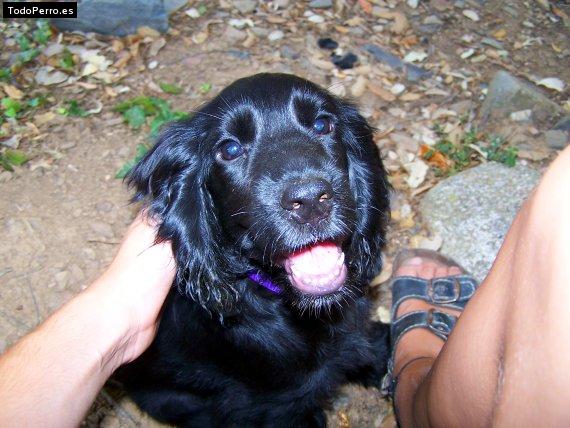 Foto del perro Cova