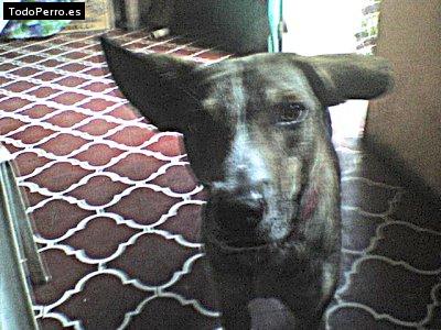 Foto del perro Timon