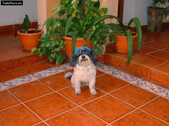 Foto del perro Terry