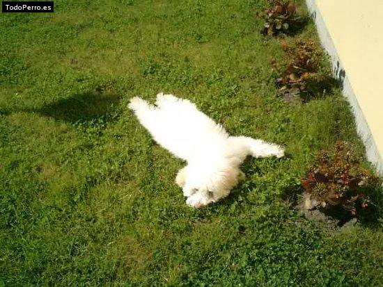 Foto del perro Buby