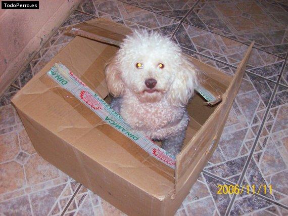 Foto del perro Bonnie