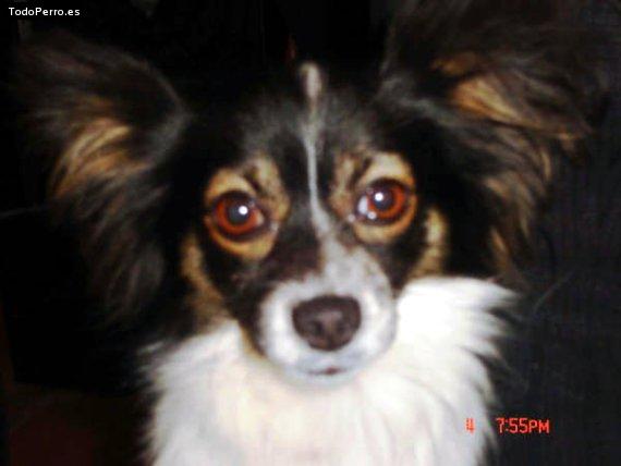 Foto del perro Titan