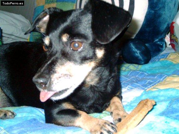 Foto del perro Nuska