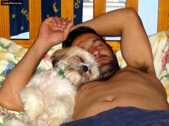 Foto del perro Cookie