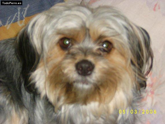 La foto del perro Cuky Foto del perro Cuky