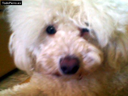Foto del perro Titi