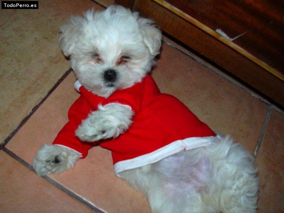 Foto del perro Bolleta