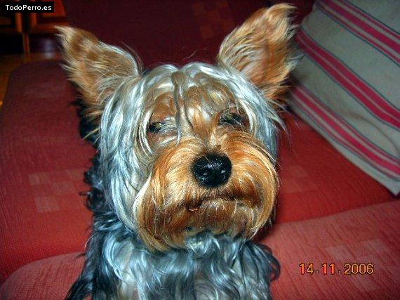 Foto del perro Toy