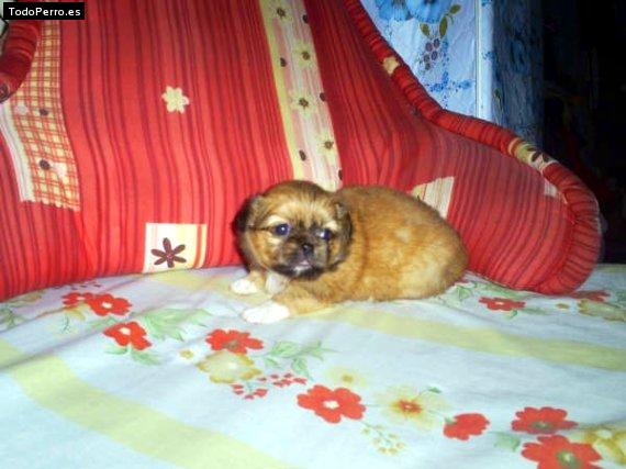 Foto del perro Canelita