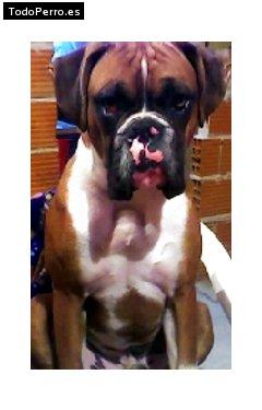 Foto del perro Roky