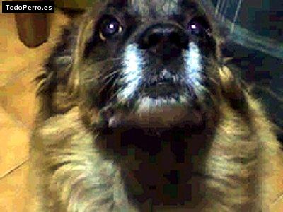 Foto del perro Tony