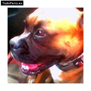 Foto del perro Tula