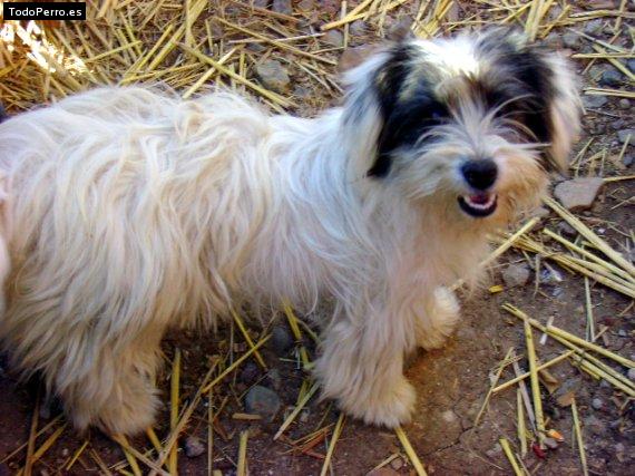 Foto del perro Motita