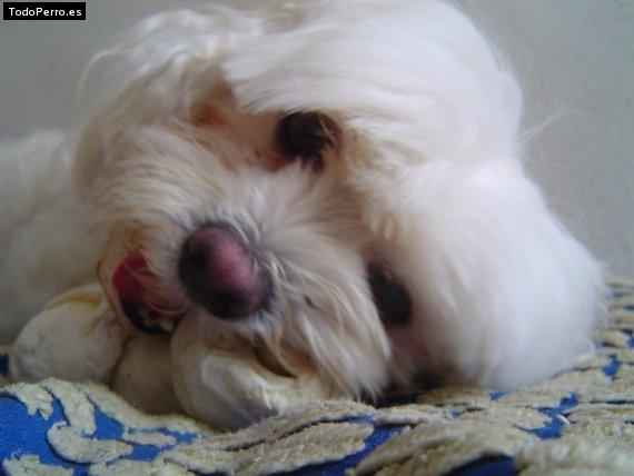 Foto del perro Nahuel