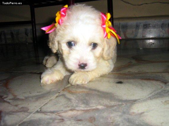 Foto del perro Becky