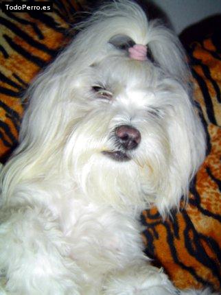 Foto del perro Betty