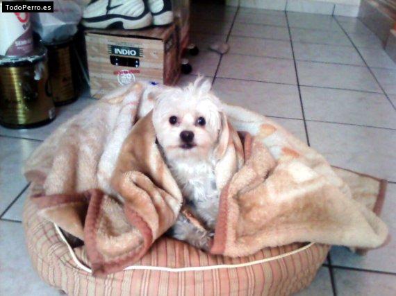 Foto del perro Coko