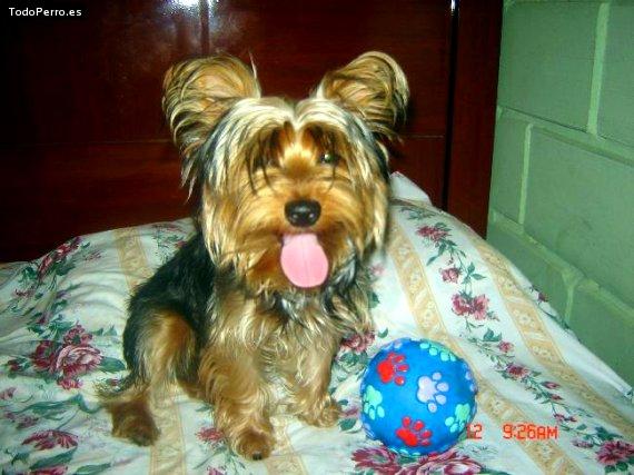 Foto del perro Santiago