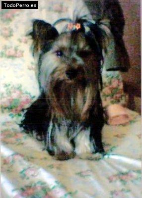 Foto del perro Iris