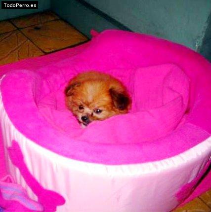 Foto del perro Joysha