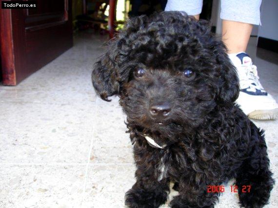 Foto del perro Tommy