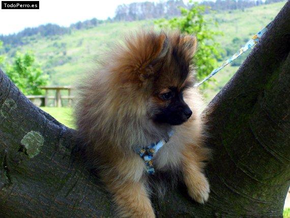 Foto del perro Bimba