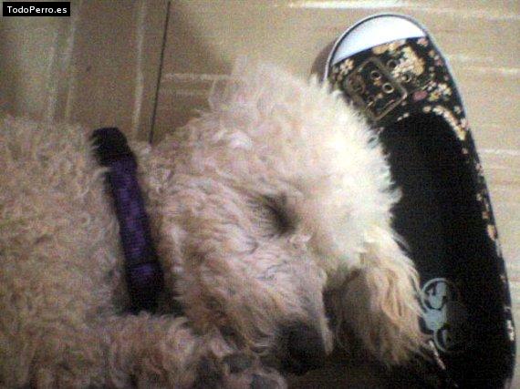 Foto del perro Coockie