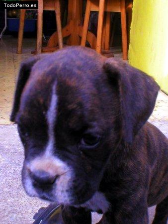 Foto del perro Seth