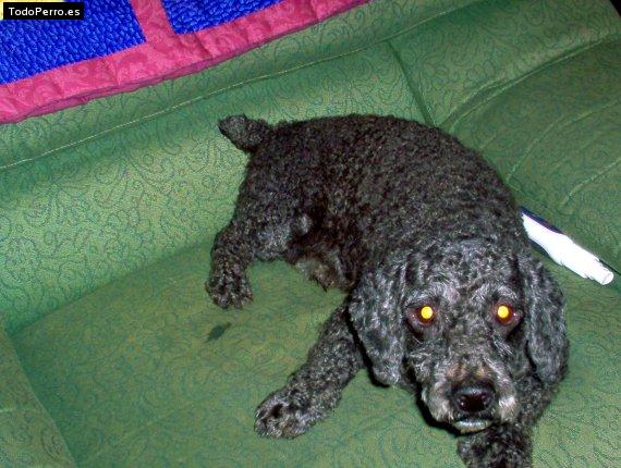 Foto del perro Tito