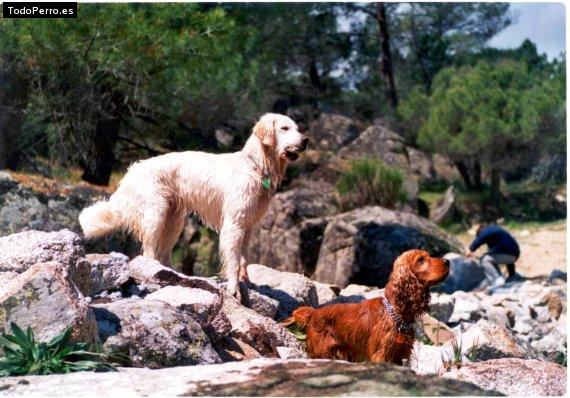 Foto del perro Wanda y max