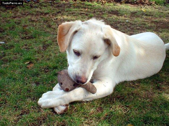 Foto del perro Odi