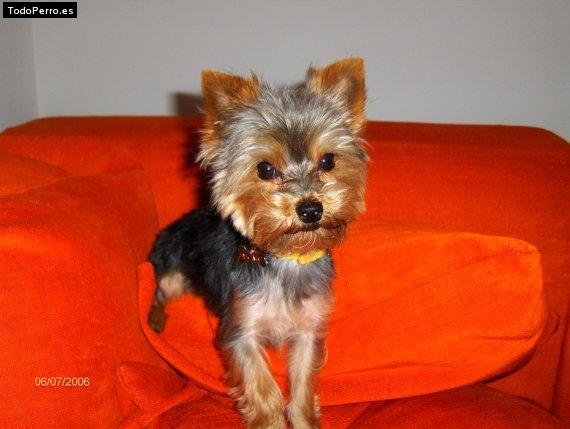 Foto del perro Momo