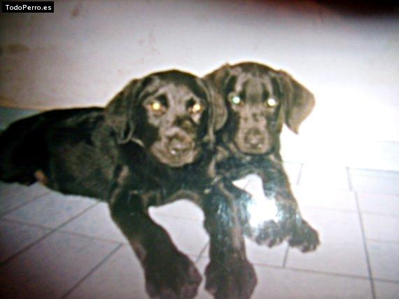 Foto del perro Rocki y moni