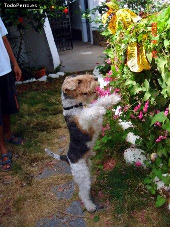 Foto del perro Eloy wright