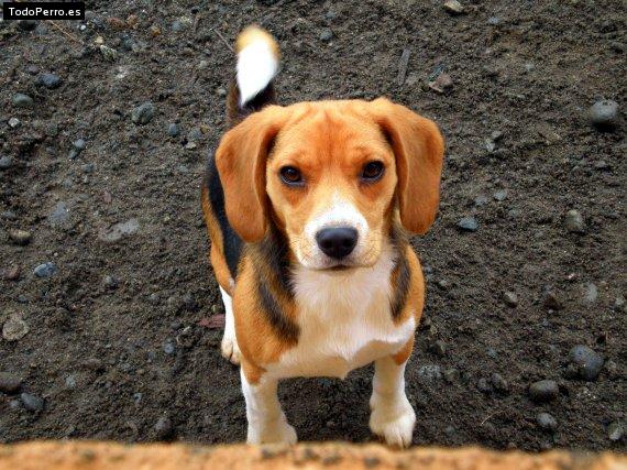 Foto del perro Sofia trinidad