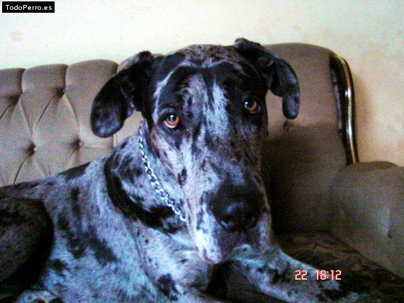 Foto del perro Wilfrido