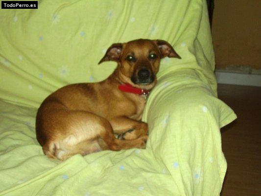 Foto del perro Monle