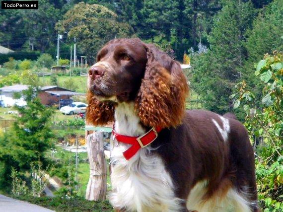 Foto del perro Matias