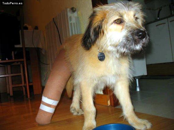 Foto del perro Turo