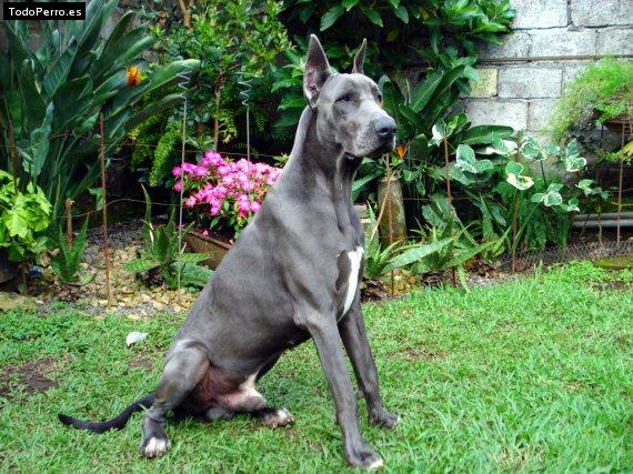 Foto del perro Neron