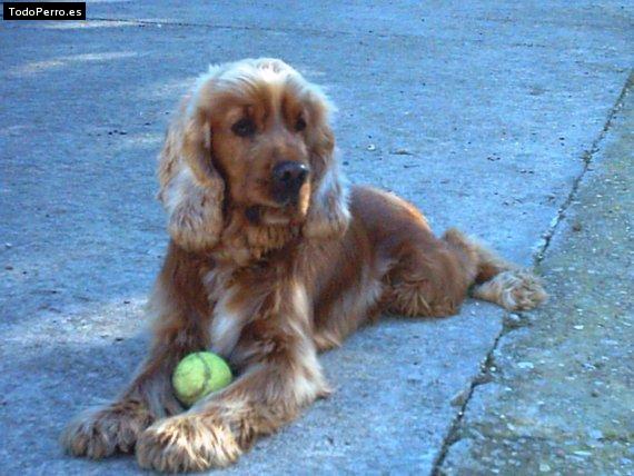 Foto del perro Bruce