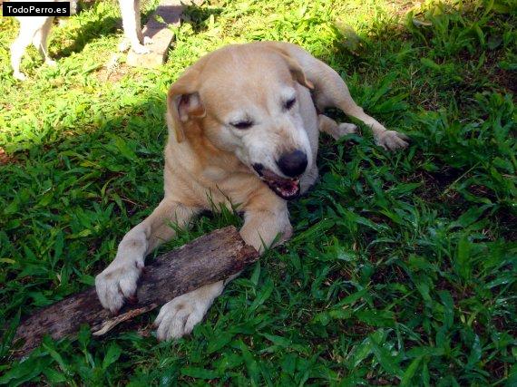 Foto del perro Eugenia