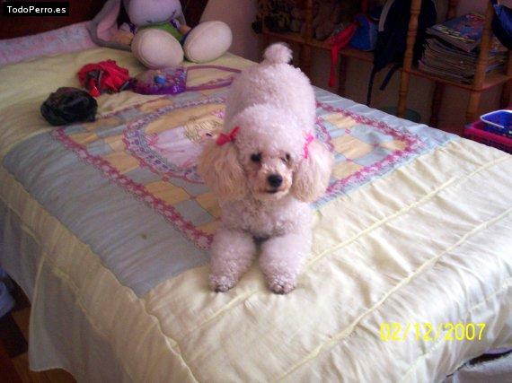 Foto del perro Muñeca