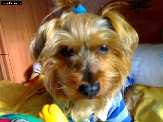 Foto del perro Saray