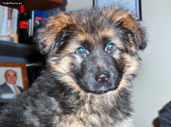 Foto del perro Boss