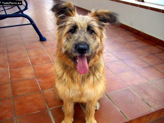 Foto del perro Beka
