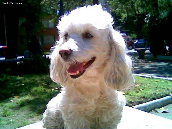 Foto del perro Shaggy