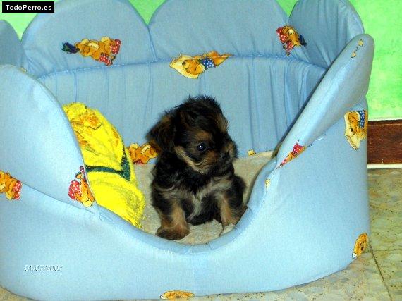 Foto del perro Iris