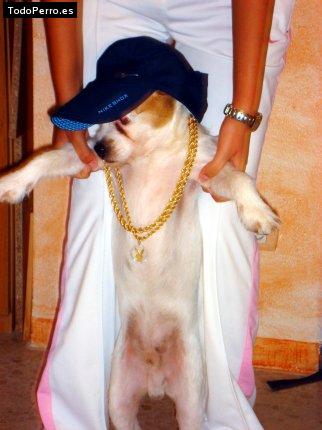 Foto del perro Trusky